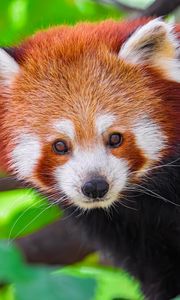 Preview wallpaper panda, animal, leaves, nature, forest