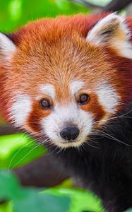 Preview wallpaper panda, animal, leaves, nature, forest