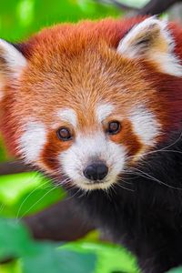 Preview wallpaper panda, animal, leaves, nature, forest