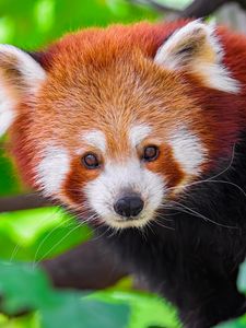 Preview wallpaper panda, animal, leaves, nature, forest