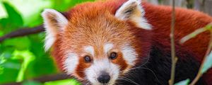 Preview wallpaper panda, animal, leaves, nature, forest