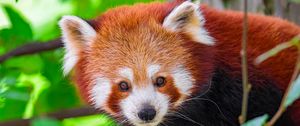 Preview wallpaper panda, animal, leaves, nature, forest