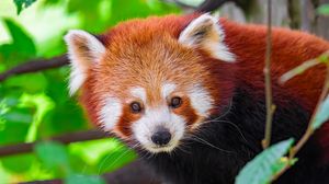 Preview wallpaper panda, animal, leaves, nature, forest