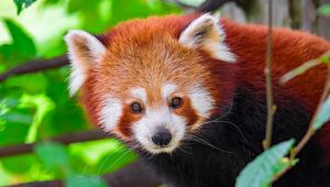 Preview wallpaper panda, animal, leaves, nature, forest