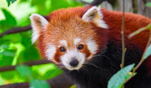Preview wallpaper panda, animal, leaves, nature, forest