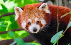 Preview wallpaper panda, animal, leaves, nature, forest