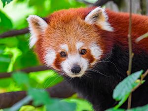 Preview wallpaper panda, animal, leaves, nature, forest
