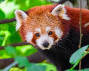 Preview wallpaper panda, animal, leaves, nature, forest