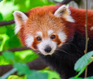Preview wallpaper panda, animal, leaves, nature, forest