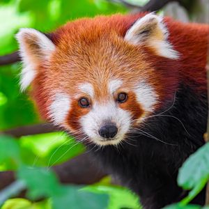 Preview wallpaper panda, animal, leaves, nature, forest