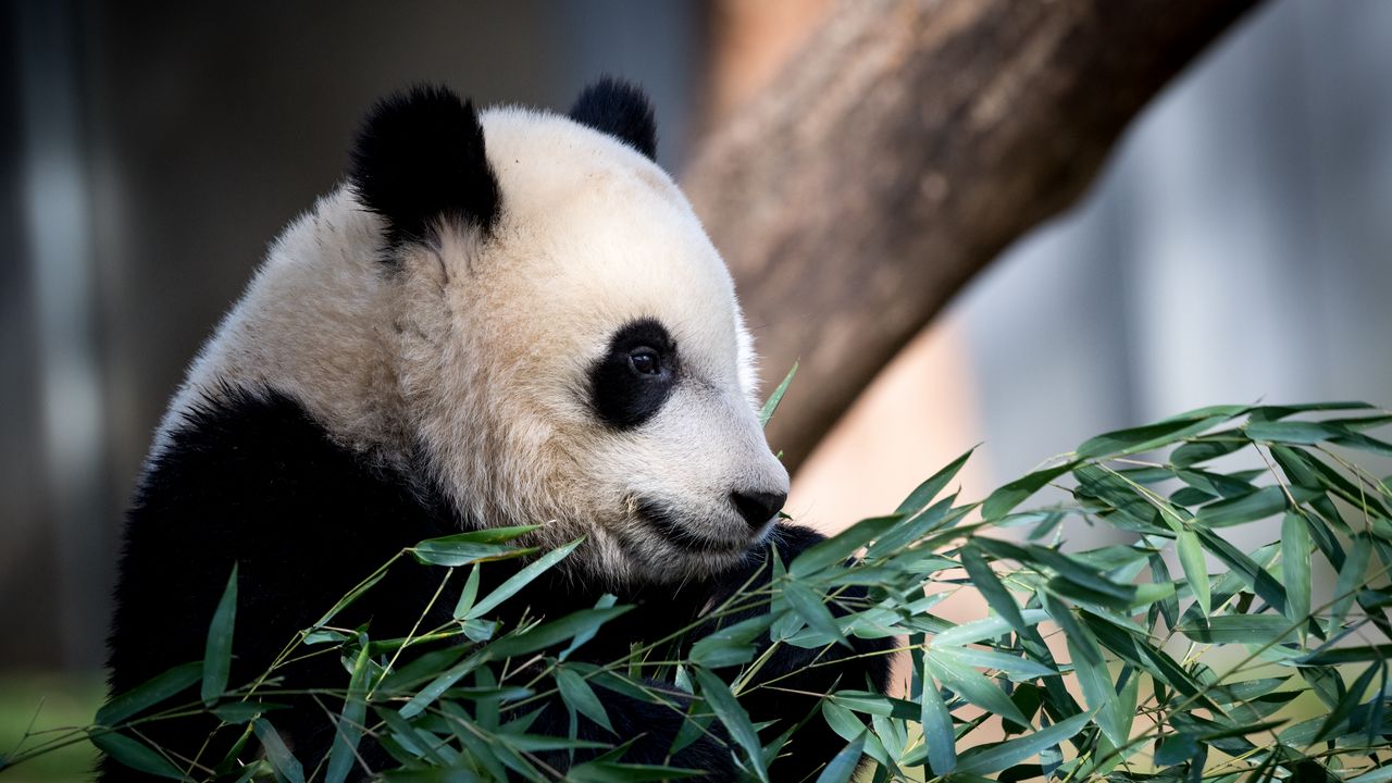 Wallpaper panda, animal, leaves