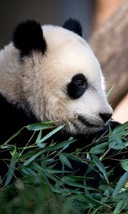 Preview wallpaper panda, animal, leaves