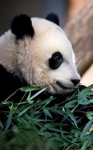 Preview wallpaper panda, animal, leaves