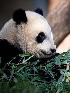 Preview wallpaper panda, animal, leaves