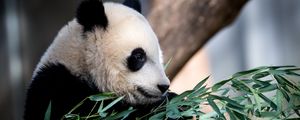 Preview wallpaper panda, animal, leaves