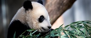 Preview wallpaper panda, animal, leaves