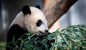 Preview wallpaper panda, animal, leaves