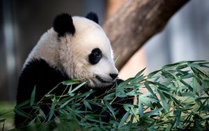 Preview wallpaper panda, animal, leaves