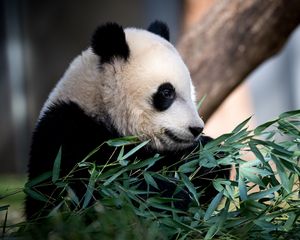Preview wallpaper panda, animal, leaves