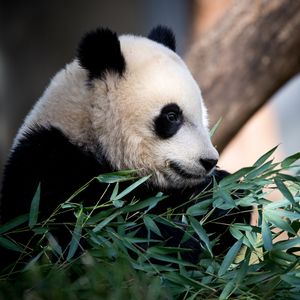 Preview wallpaper panda, animal, leaves