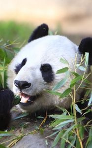 Preview wallpaper panda, animal, leaves, branches