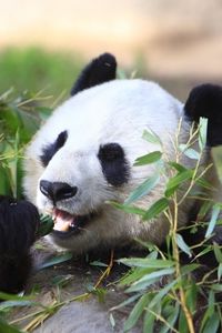 Preview wallpaper panda, animal, leaves, branches