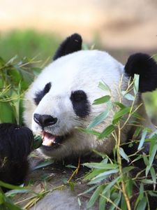 Preview wallpaper panda, animal, leaves, branches