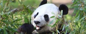 Preview wallpaper panda, animal, leaves, branches