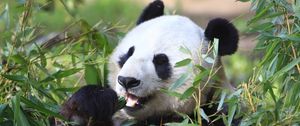 Preview wallpaper panda, animal, leaves, branches