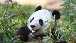 Preview wallpaper panda, animal, leaves, branches