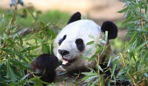 Preview wallpaper panda, animal, leaves, branches