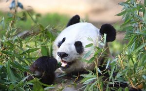 Preview wallpaper panda, animal, leaves, branches