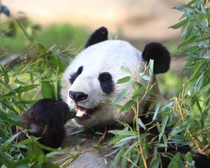 Preview wallpaper panda, animal, leaves, branches