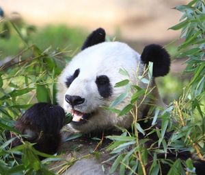 Preview wallpaper panda, animal, leaves, branches