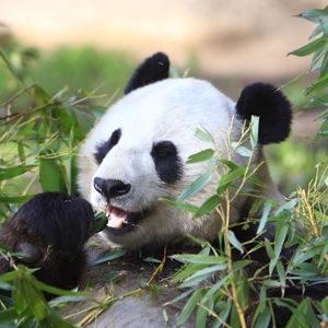 Preview wallpaper panda, animal, leaves, branches