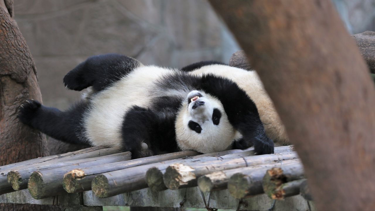 Wallpaper panda, animal, logs, funny