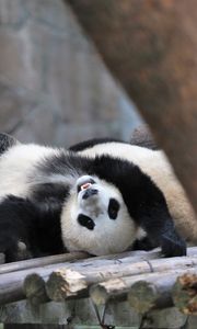 Preview wallpaper panda, animal, logs, funny