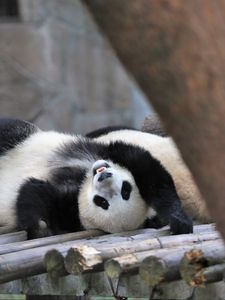 Preview wallpaper panda, animal, logs, funny