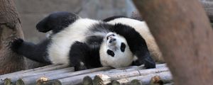 Preview wallpaper panda, animal, logs, funny