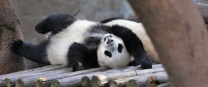 Preview wallpaper panda, animal, logs, funny