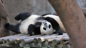 Preview wallpaper panda, animal, logs, funny