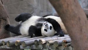 Preview wallpaper panda, animal, logs, funny