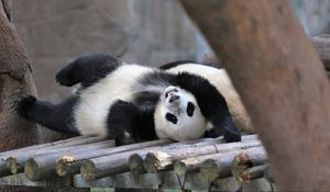 Preview wallpaper panda, animal, logs, funny