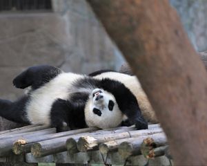 Preview wallpaper panda, animal, logs, funny