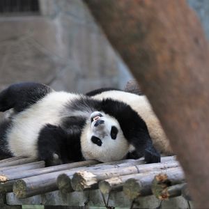 Preview wallpaper panda, animal, logs, funny