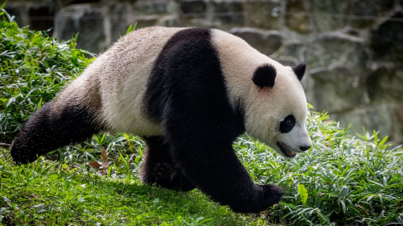 Wallpaper panda, animal, movement, funny, leaves