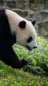 Preview wallpaper panda, animal, movement, funny, leaves