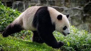 Preview wallpaper panda, animal, movement, funny, leaves