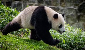 Preview wallpaper panda, animal, movement, funny, leaves