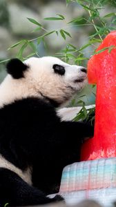Preview wallpaper panda, animal, nature reserve, cute